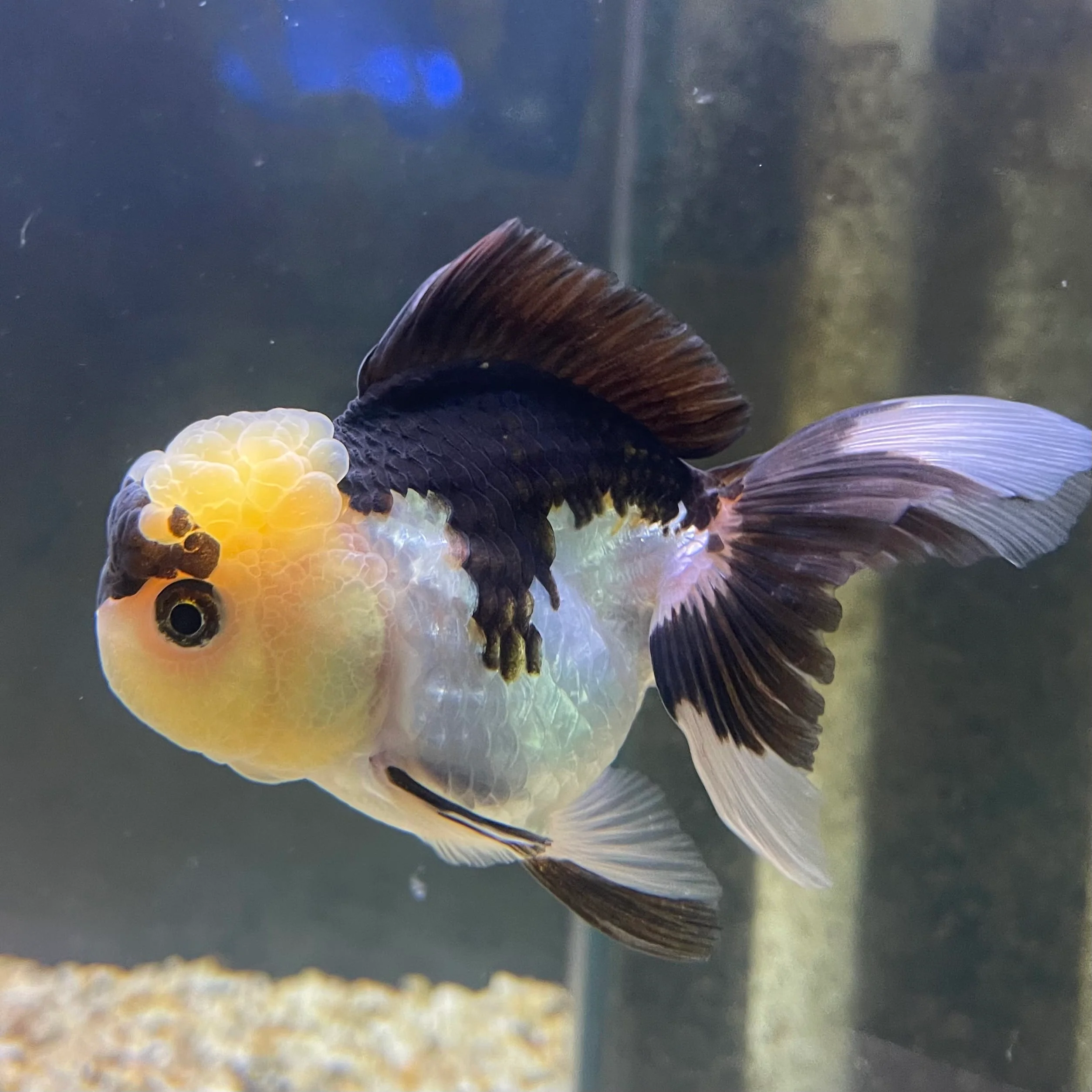 GOLDFISH
