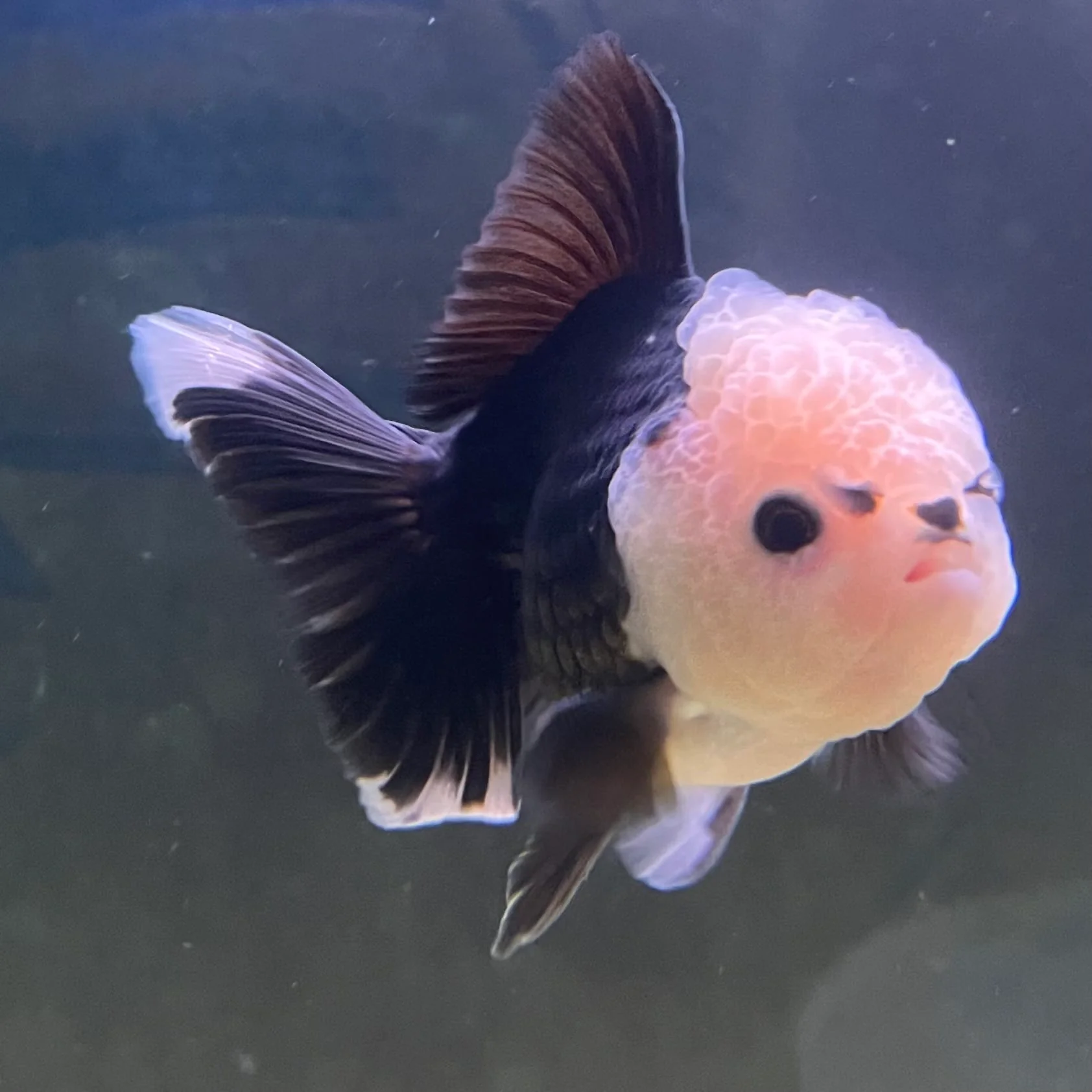Collector's Fish