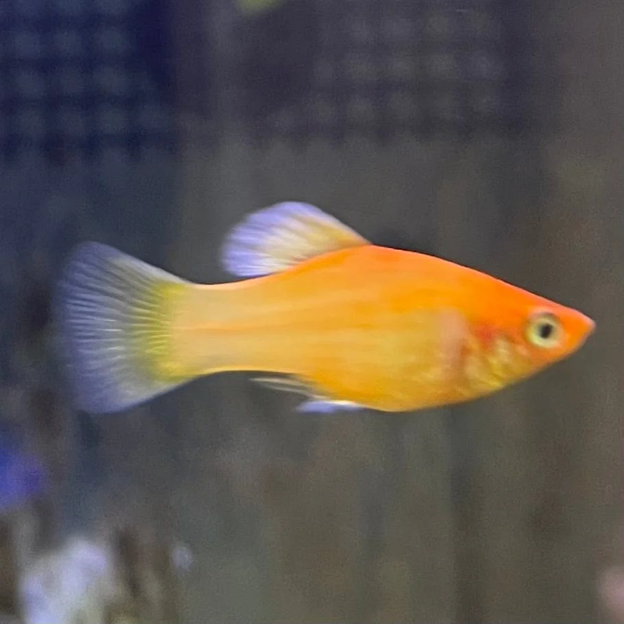 PLATY